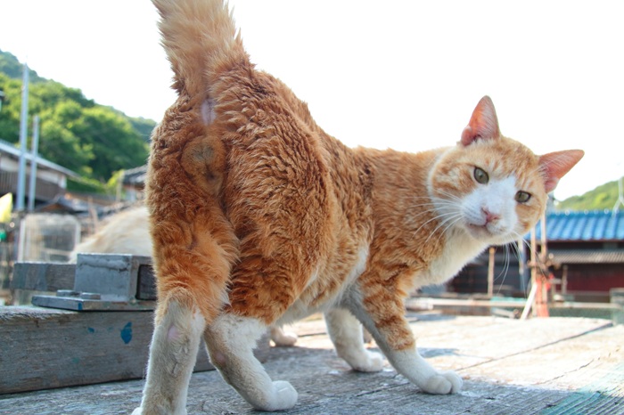 （写真:芳澤ルミ子）