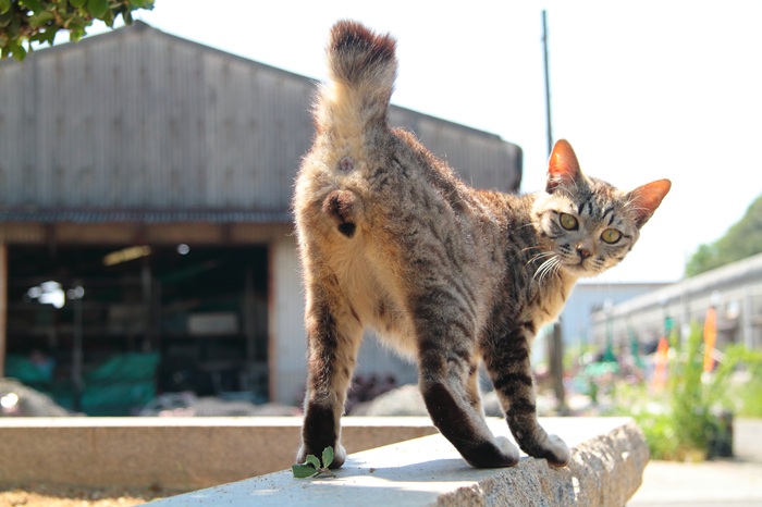 （写真:芳澤ルミ子）