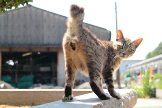 「僕んち来ないか？」って誘ってる？ きゅるるん猫の“にゃんたま”に妄想が捗ります♡