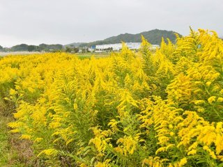 花粉症の敵“ブタクサ”と間違えないで！「黄色い悪者」が秘めた意外なパワー。実は身体や美容の味方？