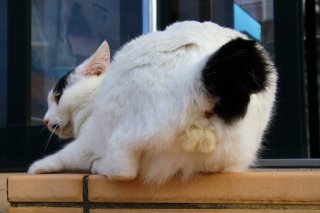 イカ耳で警戒中! まあるい尻尾の“にゃんたま”先生、相変わらずキュートだね♡