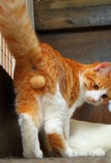 神様ありがとう…!ふわふわ“にゃんたま”が可愛すぎて感謝するレベル。猫は人類を癒す