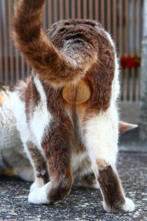 神聖なる“にゃんたま”様、願いを叶えて…!「世界中のネコ様が幸福でありますように」