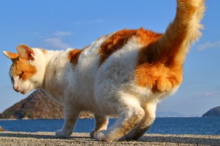 “にゃんたま”の不敵な笑みにノックダウン!「キミはどう撮るのかな?」