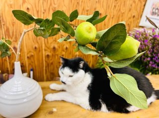 可愛い顔して暴れん坊！“良縁を結ぶツル”の凄まじい繁殖力と開運パワー。室内で楽しむのもオススメ