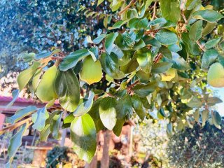 小さな葉だったのに、実が付いてすっかりBIG／無断転載禁止（C）コクハク