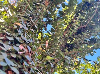 ユーカリの木を制圧　困るんだけども…／無断転載禁止（C）コクハク