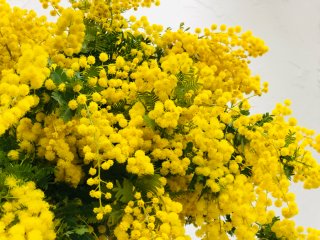 失敗ばかりの「ミモザの鉢植え」、成功の秘訣は“マニュアル外”の育て方にあり? 4年目で気づいたコツ