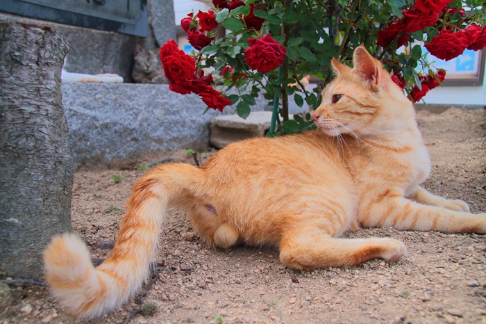 （写真:芳澤ルミ子）