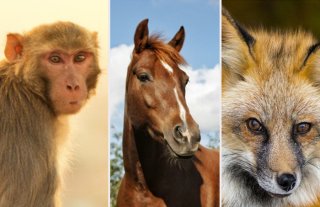 【表現クイズ】江戸時代の“生理用品”、別名は「猿、馬、狐」どれでしょう(難易度★★★★★☆)