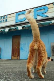 早く会いたいニャン♡ “にゃんたま”君、ママをお店の前で待ってるの?