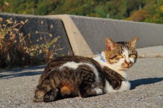神たま猫のご利益ください! 開運“にゃんたま”を擦って運気を爆上げ♡