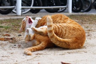 “にゃんたま”王者決定戦! プロレスの決め手はポロリ? 会場のボルテージも最高潮♪