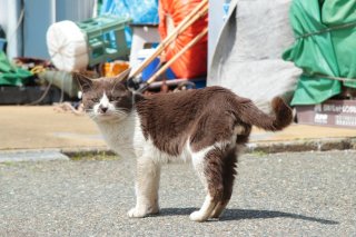 “にゃんたま”ホストクラブへようこそ!魅惑のハチワレグレイに堕ちちゃいそう♡