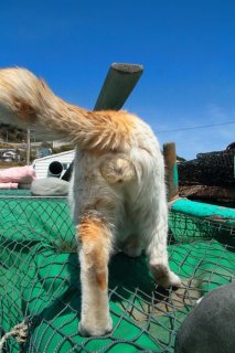 “にゃんたま”は青い空がよく似合う♪ 寒い冬でも心ぽかぽかになる癒しパワー