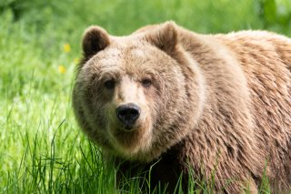 【芸能クイズ】2025年「今年の漢字」は熊! クマは訓読み、では“音読み”では何と読む?