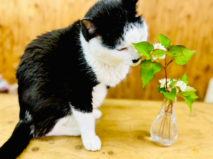 匂いは嫌いじゃ無いのだ byさぶ店長／無断転載禁止（C）コクハク