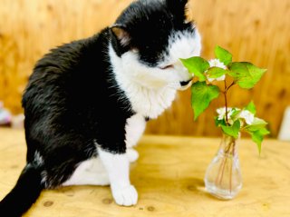 【2025年人気記事】ひぇぇ～！ 恐るべき「ドクダミ」の繁殖力、引っこ抜くのは絶対NG。罪悪感もお金もかけない除去方法は？