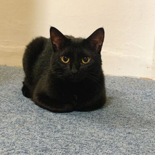 達観と諦念ニャ。（写真:新井見枝香／無断転載禁止）