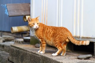 白ソックスがもう完璧!美少年“にゃんたま”の鈴カステラωにうっとり