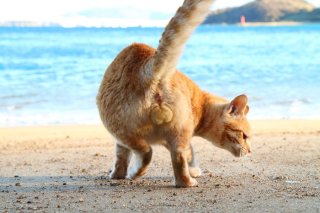 ビーチに“神にゃんたま”が降臨! 波もファンファーレで祝福してる?