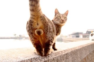 にゃんたま様が宇宙と交信? まん丸“神たま”にはエネルギーが詰まってる♡