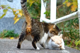 ボス“にゃんたま”も恋には大苦戦? 猛アタック中の瞬間を激写!