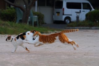 推しはどの“にゃんたま”?ホスト猫からアイドル猫までメロい神ショット8連発♡