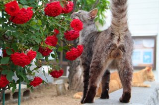 アイドル級の美猫から癒しのモフモフ猫まで♡ “にゃんたま”ほっこりショット8連発!