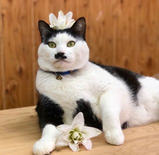 2026年「丙午」の開運法は楽チンよ♡ 飾るだけで幸運になる4つの花