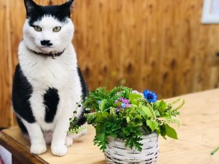 災害時にも役に立つ。防災に節約に…本当に使える「お助け植物」5選。100均でもGETできるすごいパワー