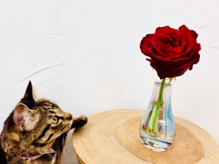 2026年の開運花で「美と愛」が爆上がり！ 花屋イチオシの1本と長持ちの裏ワザ