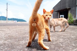 これぞ“神たま”…！ 美猫の瞳にドキッ。“にゃんたま”は永遠に不滅です