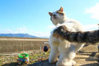“にゃんたま”は永遠に不滅です！ ネコ様たちの尊すぎる神ショット8連発♡